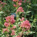 Centranthus ruber